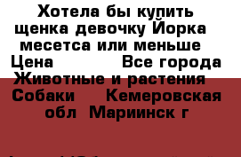 Хотела бы купить щенка девочку Йорка 2 месетса или меньше › Цена ­ 5 000 - Все города Животные и растения » Собаки   . Кемеровская обл.,Мариинск г.